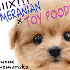 【 MIX 】ポメラニアンとトイプードルのミックスは愛らしさ満載のルックス!