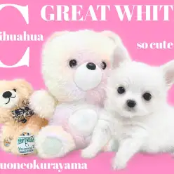 【 チワワ 】小柄なのに心は寛大！とっても勇敢なゲキカワプリンス登場！