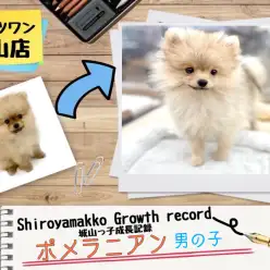 【 ポメラニアン 】城山っ子成長報告!2025年8月8日