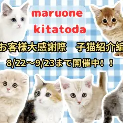 【 お知らせ 】マルワンイオンモール北戸田店お客様大感謝祭開催中!子猫紹介!