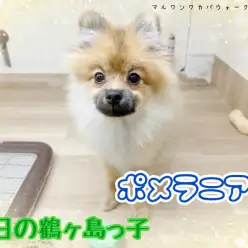 【 今日の鶴ヶ島っ子 】とっても賢いポメちゃんのご紹介!