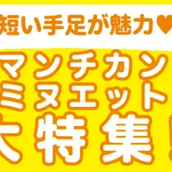 【 マンチカン・ミヌエット特集 】8/21現在在店中の短足ニャンコ!最新動画付き