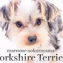 【 ヨーキー 】要求吠えほぼゼロ?!サイレントヨーキーに成長!!