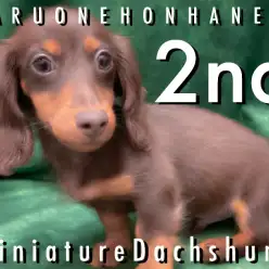 【 ミニチュアダックス 】甘えん坊で健康的!初めてでも安心なダックスちゃん!