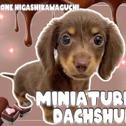 【 ミニチュアダックス 】短足×ムチボディ!甘さたっぷりなルックスを堪能あれ!