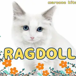 【 ラグドール 】才色兼備のイケメン猫ラグドールくんが埼玉県戸田市に登場！