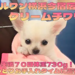 【 チワワ 】生後70日体重730g!癒し系チワワちゃまお手入れタイムに密着!