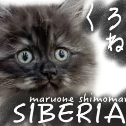 【 サイベリアン 】希少なブラックスモークの毛色と懐っこさがギャップの女の子！