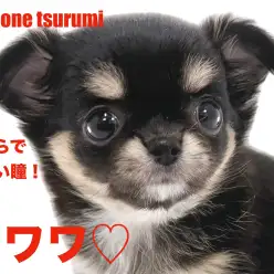 【 チワワ 】艷やかなブラックタン＆ホワイトカラーの女の子！！