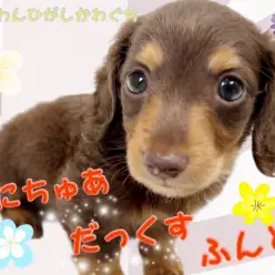 【 ミニチュアダックスフント 】凛々しさと穏やかさを兼ね揃える優しい美男子！