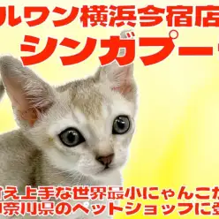 【 シンガプーラ 】世界最小の希少猫種!超短毛の甘えん坊にゃんこが横浜に登場!