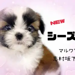 【 シーズー 】入店時770gの小さめシーズーが志村坂下店に新しく仲間入り!