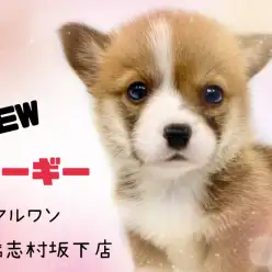 【 コーギー 】 可愛いだけじゃない!魅力満載のむちむちコーギーくんが登場!