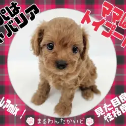 【 キャバリア×トイプードル 】Z世代も注目!?癒し度満点の超レアMix犬降臨!