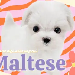 【 マルチーズ 】真っ白な被毛に纏われた手のひらサイズの激かわ小さめプリンセス!