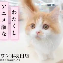 【 ミヌエット 】アニメ顔と赤毛の少女!短足生活は私と共に。