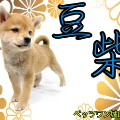 【 豆柴 】誰もが足を止める人気者!中身も性格も可愛い豆柴ちゃん