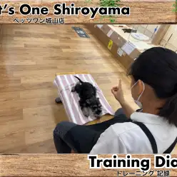 【 城山トレーニングダイアリー 】シュナちゃんの初めてのトレーニング