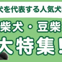 【 柴犬・豆柴特集 】8/7現在在店中の和犬代表の人気犬種!最新動画は必見!