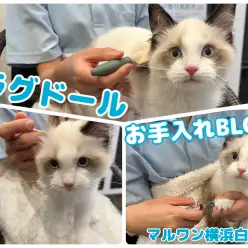 【 ラグドール 】温厚にゃんこ代表!抱っこもできる甘えん坊男子のお手入れに密着!