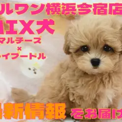 【 MIX 】初心者ユーザー必見!フレンドリーに成長中のマルプーの男の子!