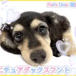 【 ミニチュアダックスフント 】可愛さ爆発！争奪戦間違いなしの女の子が来たよ！