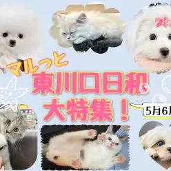 【 マルっと東川口日和特集! 】5月6月に公開されたマルっとブログを一挙紹介!