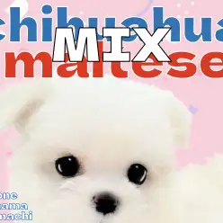 【 MIX 】チワワ×マルチーズ!小さな体に溢れる魅力!