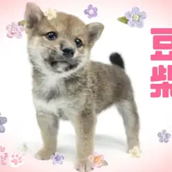 【 豆柴 】おっとりマイペースな性格で飼いやすさ抜群!穏やかな甘えんぼ王子!