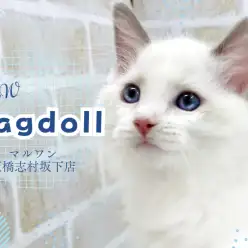 【 ラグドール 】コットンのように白く柔らかい癒やしの手触り!甘え上手な男の子!