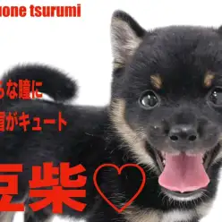 【 豆柴 】つぶらな瞳に麻呂眉がとてもキュートな女の子！