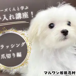 【 子犬のお手入れ 】マルチーズくんと学ぶ!基本のブラッシングと爪切り方法!