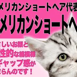 【  アメリカンショートヘア 】優しいお顔とワイルドな縞模様の美アメショ！