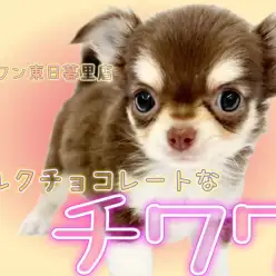 【 チワワ 】ミルクチョコ風味の柔らかい雰囲気をまとったチョコタン系男子が登場!