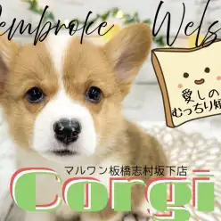 【 コーギー 】皆だいすき食パンボディ!コーギーちゃんが志村坂下店に仲間入り