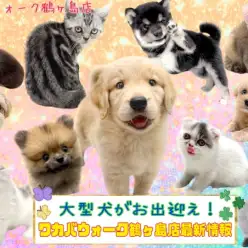 【 鶴ヶ島っ子紹介 】超最新!鶴ヶ島店の仲間をご紹介!