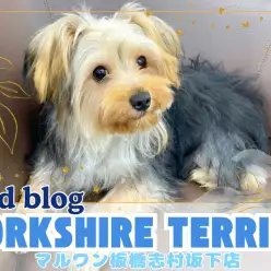 【 ヨークシャーテリア 】 犬も子供も大好き!温厚な性格に成長したヨーキーくん!