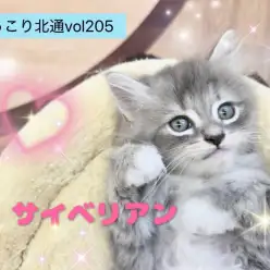 【 ほっこり北通vol.205 】凛々しさと愛嬌を兼ね備えたサイベリアンくん！