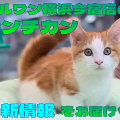 【 マンチカン 】超短足の甘え上手なレッドタビーの男の子!最新情報をお届け!