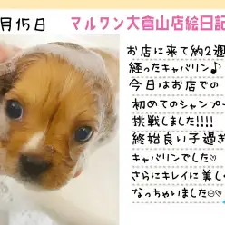 【 キャバリア 】初めてのシャンプーは終始お利口さん!!更に美しく大変身!