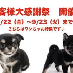 【 お知らせ 】お客様大感謝祭開催!マルワン横浜鶴見店生後4ヶ月未満のワンちゃん特集!
