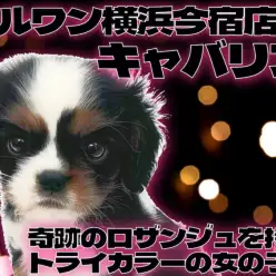 【 キャバリア 】幸福を呼ぶロザンジュをもつトライカラーの女の子が聖地に登場!