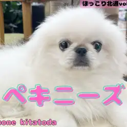 【 ほっこり北通vol.199 】愛嬌No.1！生後3ヶ月を迎えた穏やかな女の子