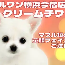 【 チワワ 】生後2ヶ月で660g!人懐っこさ全開!クリームチワワの女の子登場!
