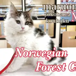 【 ノルウェージャンフォレストキャット 】おおらか美男子の成長記録第3弾