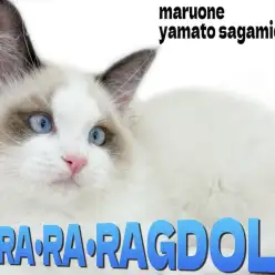 【 ラグドール 】クールな見た目のぬいぐるみキャット!大人の階段登り始めた成長記