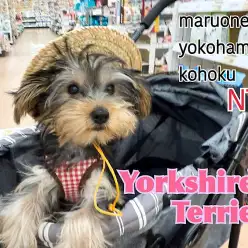 【 ヨークシャーテリア 】麦わら帽子が似合う生後4ヶ月のヨーキーちゃん