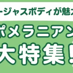 【 ポメラニアン特集 】8/21現在在店中の爆毛ボディの癒し系!最新動画は必見!