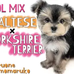 【 MIX 】マルチーズとヨークシャーテリアの可愛いを全部もらったマルキー！