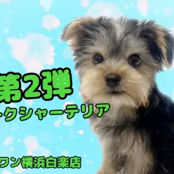 【 ヨークシャーテリア 】生後3ヶ月のヨーキーくん!初めてのシャンプーに密着!